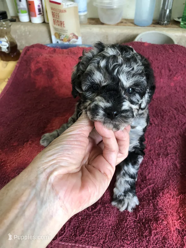 Marley  – Poodle - Toy  puppy for sale in Colcord, OK