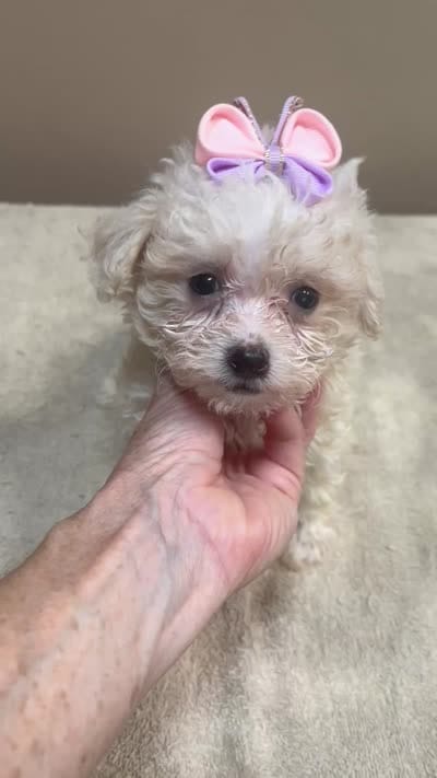 Olivia 1.4 lbs, a female Maltipoo for sale in Colcord, OK – 9 of 10