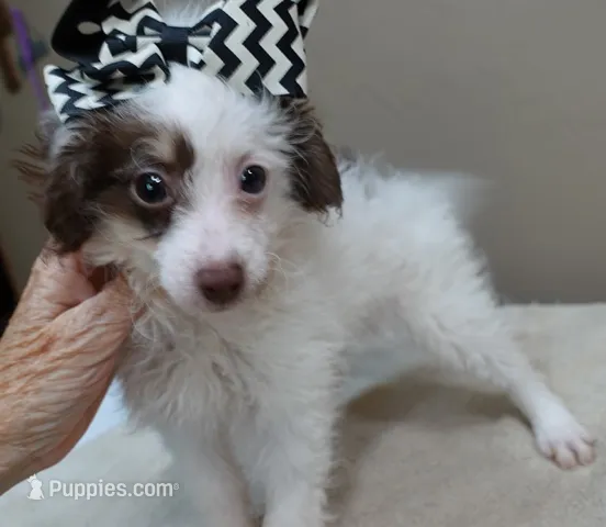 Maggie mae chocolate parti – Poodle - Toy  puppy for sale in Colcord, OK