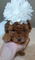 Stunning deep red, a female Poodle - Toy  for sale in Colcord, OK – 6 of 10