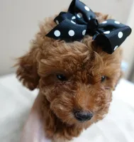Deep Red, a male Poodle - Toy  for sale in Colcord, OK – 2 of 10