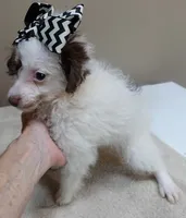 one more week , a female Poodle - Toy  for sale in Colcord, OK – 3 of 10