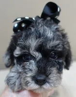 Mirlo blue merle, a male Poodle - Toy  for sale in Colcord, OK – 2 of 10