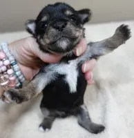 18 ounce Noodles , a male Yorkshire Terrier for sale in Colcord, OK – 4 of 9