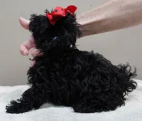 TEACUP Niko 1 lb 11 ozs, a male Maltipoo for sale in Colcord, OK – 4 of 10