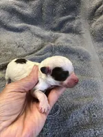 Maggie mae, a female Poodle - Toy  for sale in Colcord, OK – 2 of 10