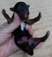 Teacup Bailey 3 3/4 ounces, a female Yorkshire Terrier for sale in Colcord, OK – 3 of 8