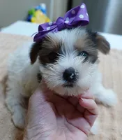 Panda , a female Yorkshire Terrier for sale in Colcord, OK – 4 of 10