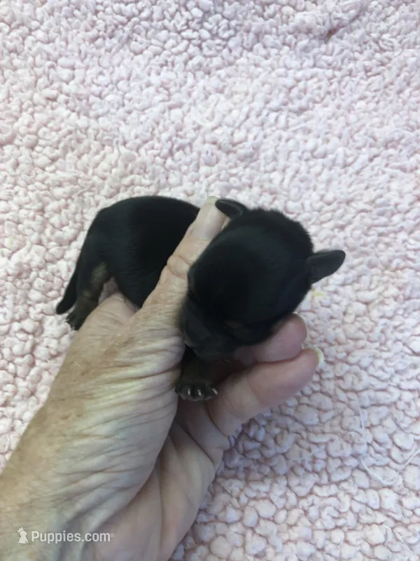 Koda – Yorkshire Terrier puppy for sale in Colcord, OK