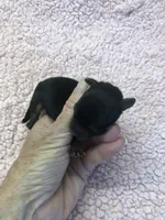 Koda 4 ounces, a male Yorkshire Terrier for sale in Colcord, OK – 7 of 10