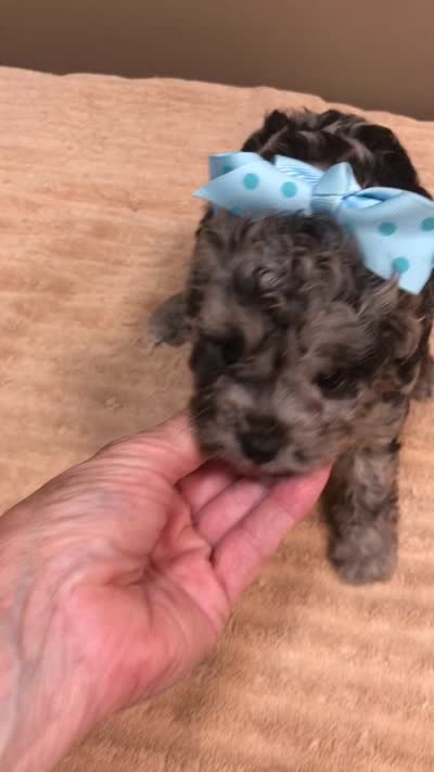 Merle Stanley 1 lb 12 ozs, a male Poodle - Toy  for sale in Colcord, OK – 10 of 10