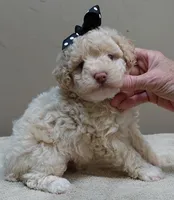 Kenobi lemon chiffon parti, a male Poodle - Toy  for sale in Colcord, OK – 7 of 10