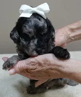 Milo blue merle, a male Poodle - Toy  for sale in Colcord, OK – 4 of 10