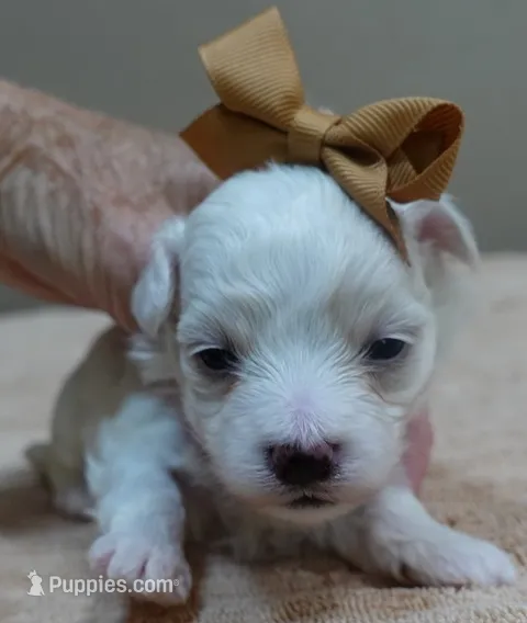 Zuko – Maltipoo puppy for sale in Colcord, OK