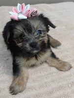 Teacup Bailey 1lb 3 ounces, a female Yorkshire Terrier for sale in Colcord, OK – 2 of 10
