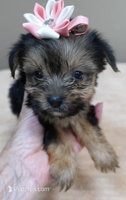Teacup Bailey 1lb 3 ounces – Yorkshire Terrier puppy for sale in Colcord, OK