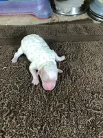 Snow White , a female Poodle - Toy  for sale in Colcord, OK – 9 of 10