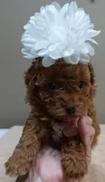 Stunning deep red, a female Poodle - Toy  for sale in Colcord, OK – 3 of 10