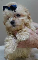 Harlan TEACUP 18 ounces, a male Maltipoo for sale in Colcord, OK – 7 of 10
