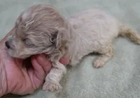 Clover 13 ounces, a female Maltipoo for sale in Colcord, OK – 4 of 10