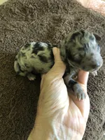 Stanley, a male Poodle - Toy  for sale in Colcord, OK – 10 of 10