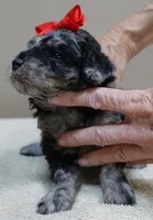 Mirlo rare blue merle, a male Poodle - Toy  for sale in Colcord, OK – 2 of 10