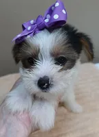 Panda , a female Yorkshire Terrier for sale in Colcord, OK – 9 of 10