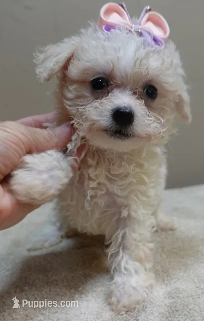 Olivia 1.4 lbs – Maltipoo puppy for sale in Colcord, OK