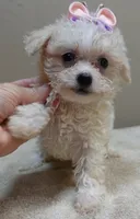 Olivia 1.4 lbs, a female Maltipoo for sale in Colcord, OK – 1 of 10