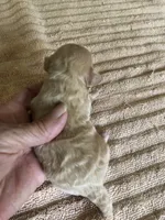 Duchess, a female Maltipoo for sale in Colcord, OK – 2 of 10