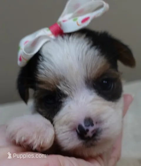 Tiny Bunny 1 lb 4 ozs – Yorkshire Terrier puppy for sale in Colcord, OK