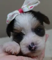 Tiny Bunny 1 lb 4 ozs, a female Yorkshire Terrier for sale in Colcord, OK – 1 of 10