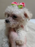 Teacup Maddie 1.3 lbs, a female Maltipoo for sale in Colcord, OK – 4 of 10