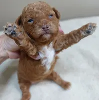 Zara red 1 lb 6 ozs, a female Poodle - Toy  for sale in Colcord, OK – 7 of 10