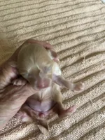 Duchess, a female Maltipoo for sale in Colcord, OK – 4 of 10