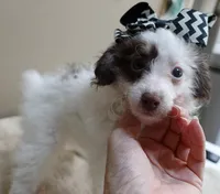 one more week , a female Poodle - Toy  for sale in Colcord, OK – 6 of 10