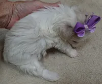 TEACUP Kali, a female Maltipoo for sale in Colcord, OK – 7 of 9