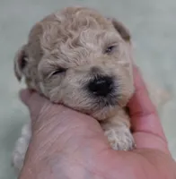 Fern , a female Maltipoo for sale in Colcord, OK – 5 of 10