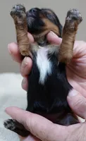 Teacup Bailey 6 3/4 ounces, a female Yorkshire Terrier for sale in Colcord, OK – 2 of 7