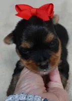 Peyton, a male Yorkshire Terrier for sale in Colcord, OK – 7 of 10