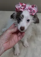 3 pounds 9/17, a female Poodle - Toy  for sale in Colcord, OK – 2 of 10