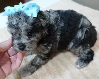 Merle Stanley 1 lb 12 ozs, a male Poodle - Toy  for sale in Colcord, OK – 2 of 10