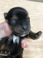 Peyton, a male Yorkshire Terrier for sale in Colcord, OK – 4 of 10