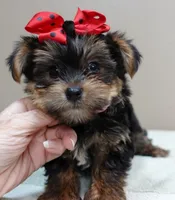Moose, a male Yorkshire Terrier for sale in Colcord, OK – 3 of 10