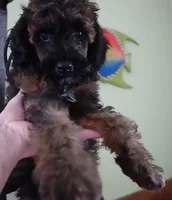 Lola, a female Poodle - Miniature  for sale in Colcord, OK – 8 of 10