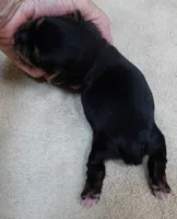 Moose, a male Yorkshire Terrier for sale in Colcord, OK – 8 of 9