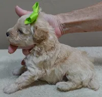 Teddy apricot, a male Poodle - Toy  for sale in Colcord, OK – 5 of 10