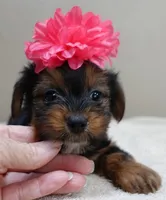 Bubbles, a female Yorkshire Terrier for sale in Colcord, OK – 8 of 10