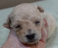 Biscuit, a male Maltipoo for sale in Colcord, OK – 6 of 10
