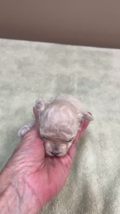 Aggie 10 ounces , a female Maltipoo for sale in Colcord, OK – 10 of 10